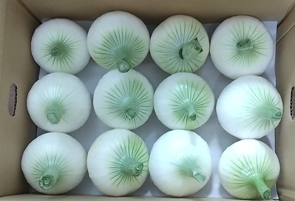 新玉ねぎ2.2kg